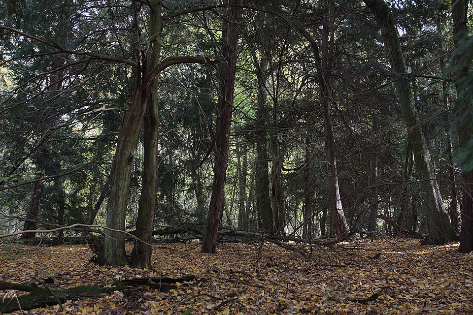 The Bory Tucholskie Primeval Pine Trail